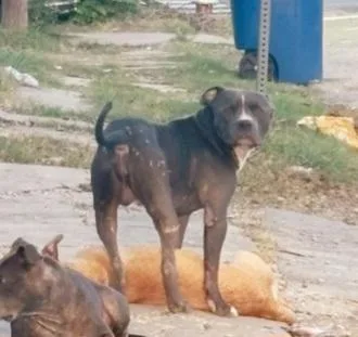 An adult medium-sized male American Staffordshire Terrier dog named A for adoption in San Antonio, TX