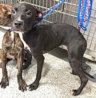A baby medium-sized female Plott Hound dog named Girly for adoption in Houston, TX