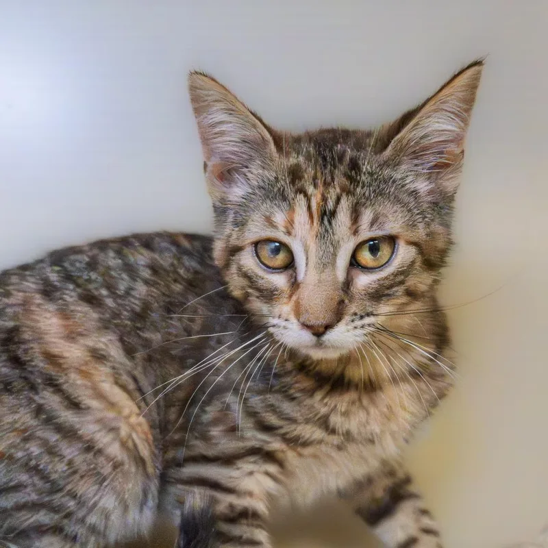 A young medium-sized female Brown / Chocolate Domestic Short Hair cat named Pop for adoption in South Elgin, IL