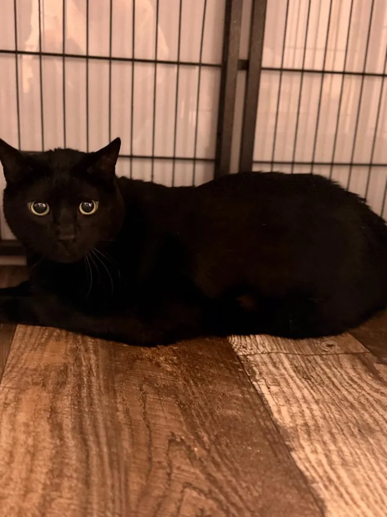 A senior extra large-sized female Domestic Short Hair cat named Chocco for adoption in Algona, IA