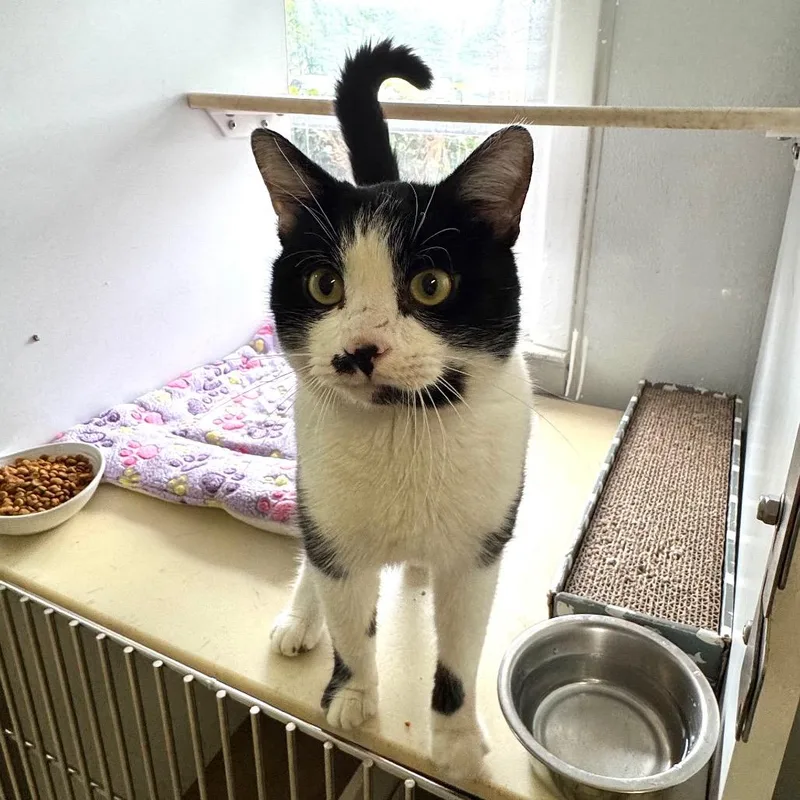 An adult large-sized male Black Domestic Short Hair cat named Shah for adoption in Decatur, GA