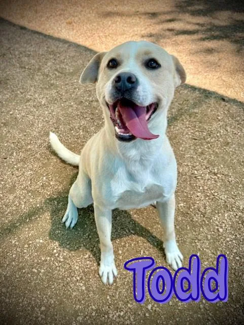 A young medium-sized male Apricot / Beige Pit Bull Terrier dog named Todd for adoption in Comfort, TX