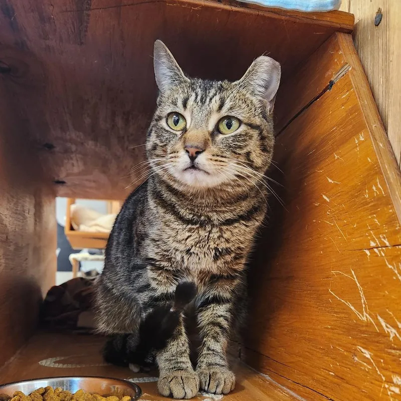 An adult medium-sized female Brown / Chocolate Domestic Short Hair cat named Daffodil for adoption in Delaware, OH
