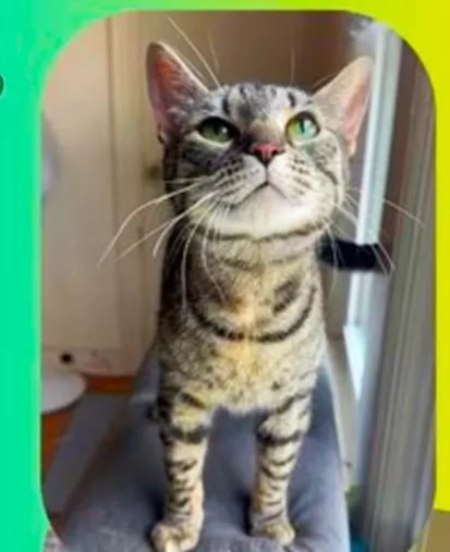 An adult medium-sized female Gray / Blue / Silver Domestic Short Hair cat named Selena for adoption in Bronx, NY