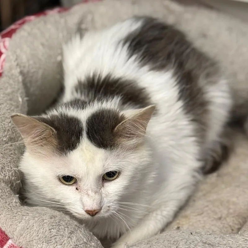An adult medium-sized male White Domestic Short Hair cat named Benny for adoption in Carroll, IA