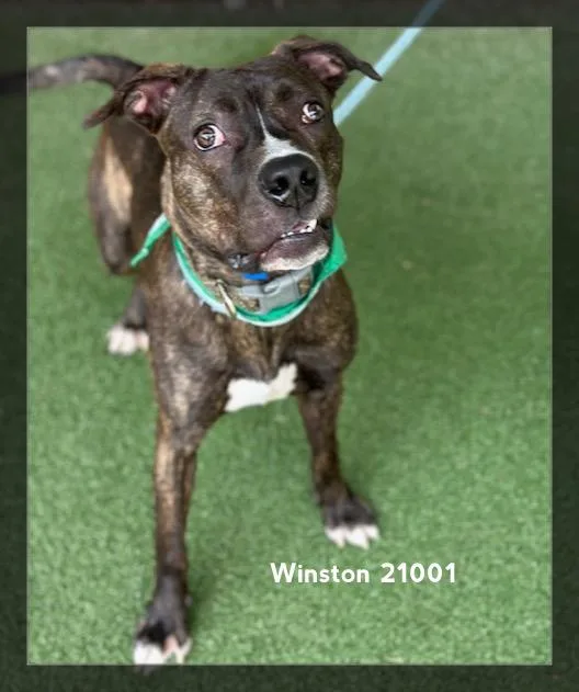 Winston