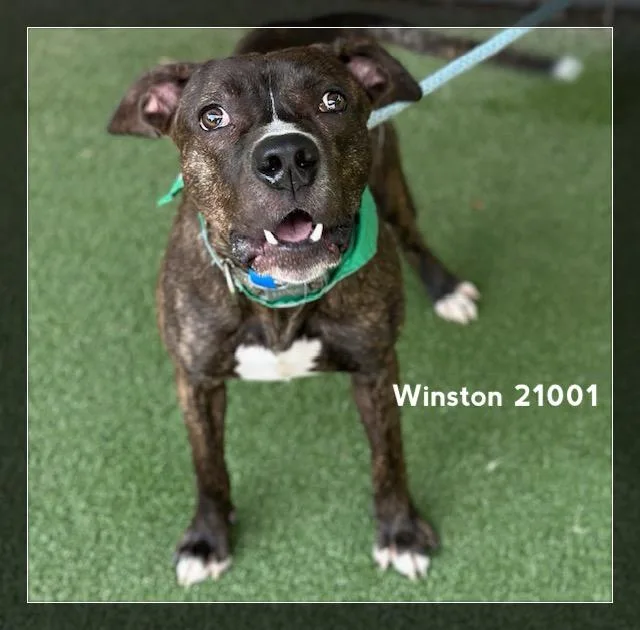 Winston thumbnail 2