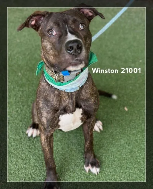 Winston thumbnail 3
