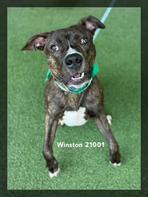 Winston thumbnail 5