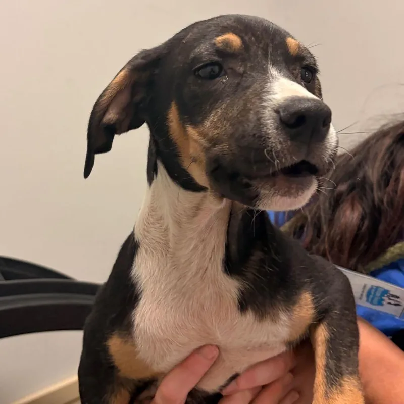 A baby small-sized male Black Mixed Breed dog named Queka for adoption in Davenport, IA