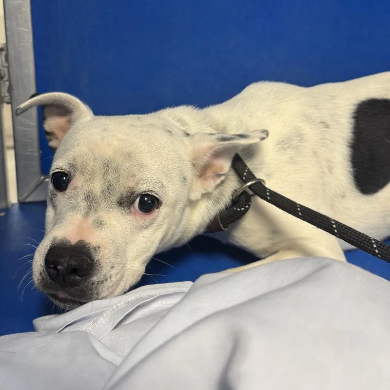 A young small-sized male White / Cream Mixed Breed dog named Ledger for adoption in Las Cruces, NM