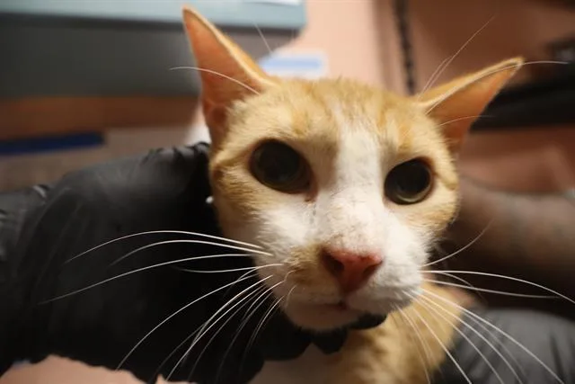 An adult large-sized female Domestic Short Hair cat named Olive for adoption in Columbia, SC