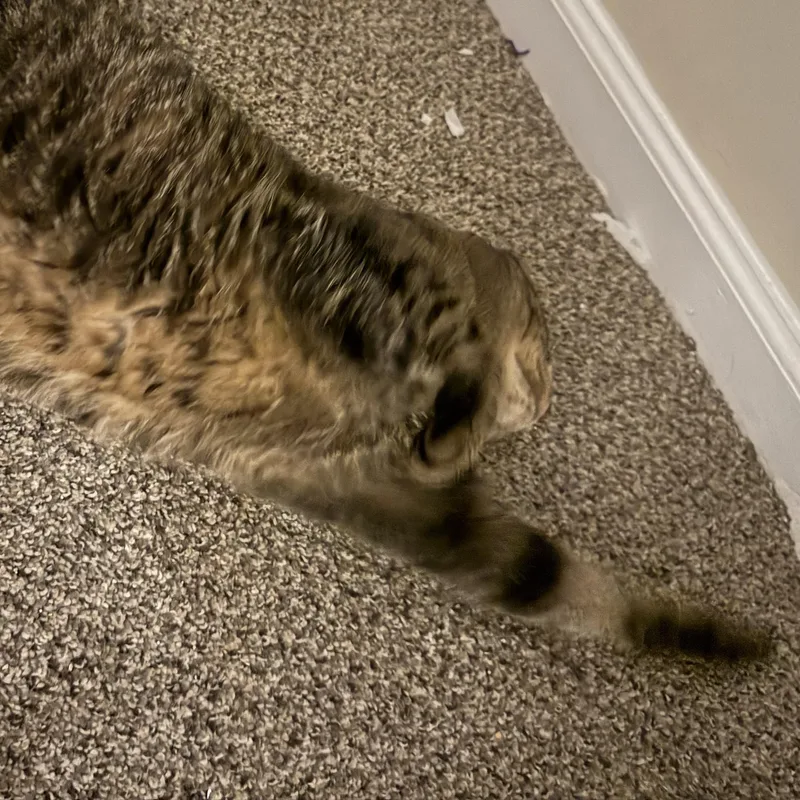 Junipurr