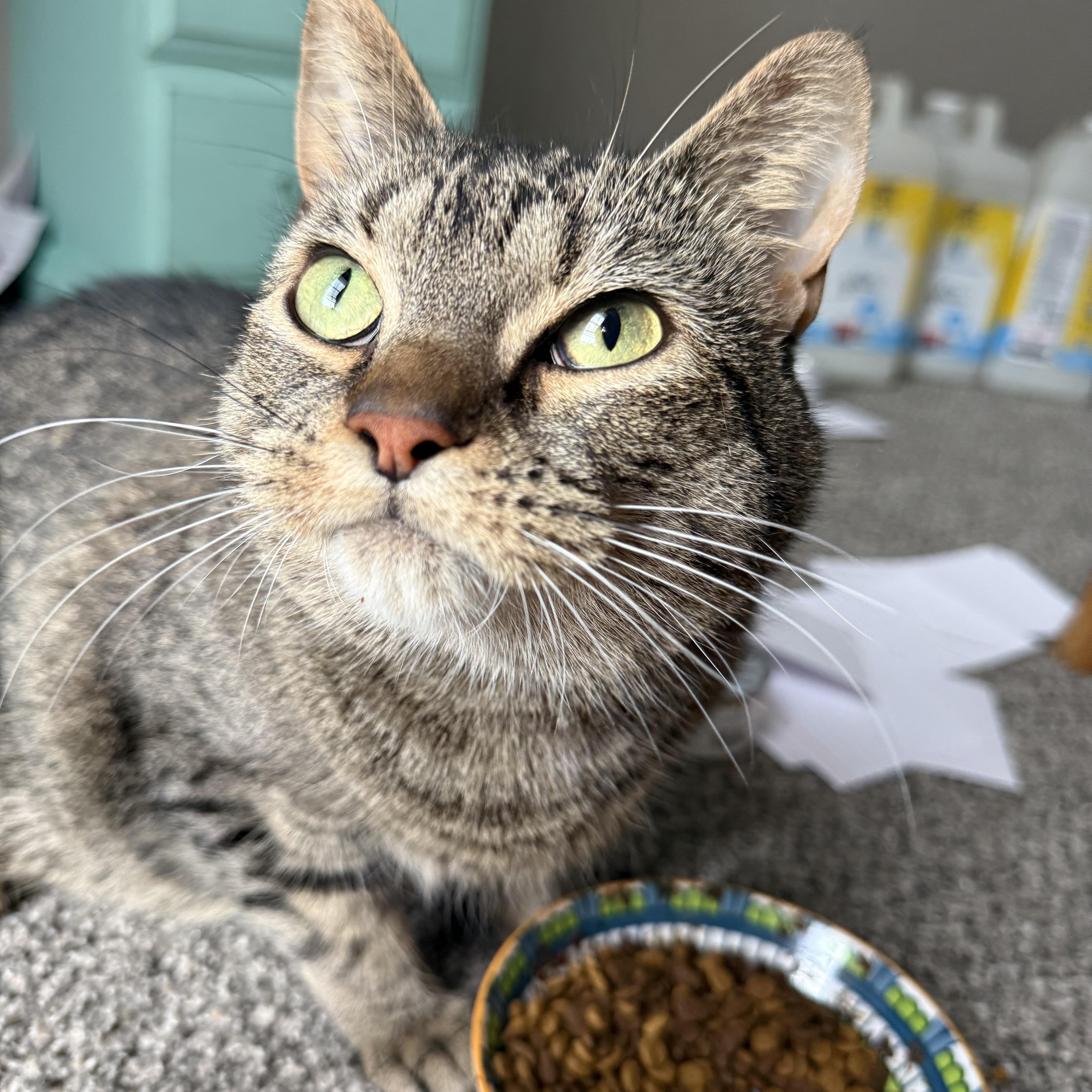 Junipurr thumbnail 5