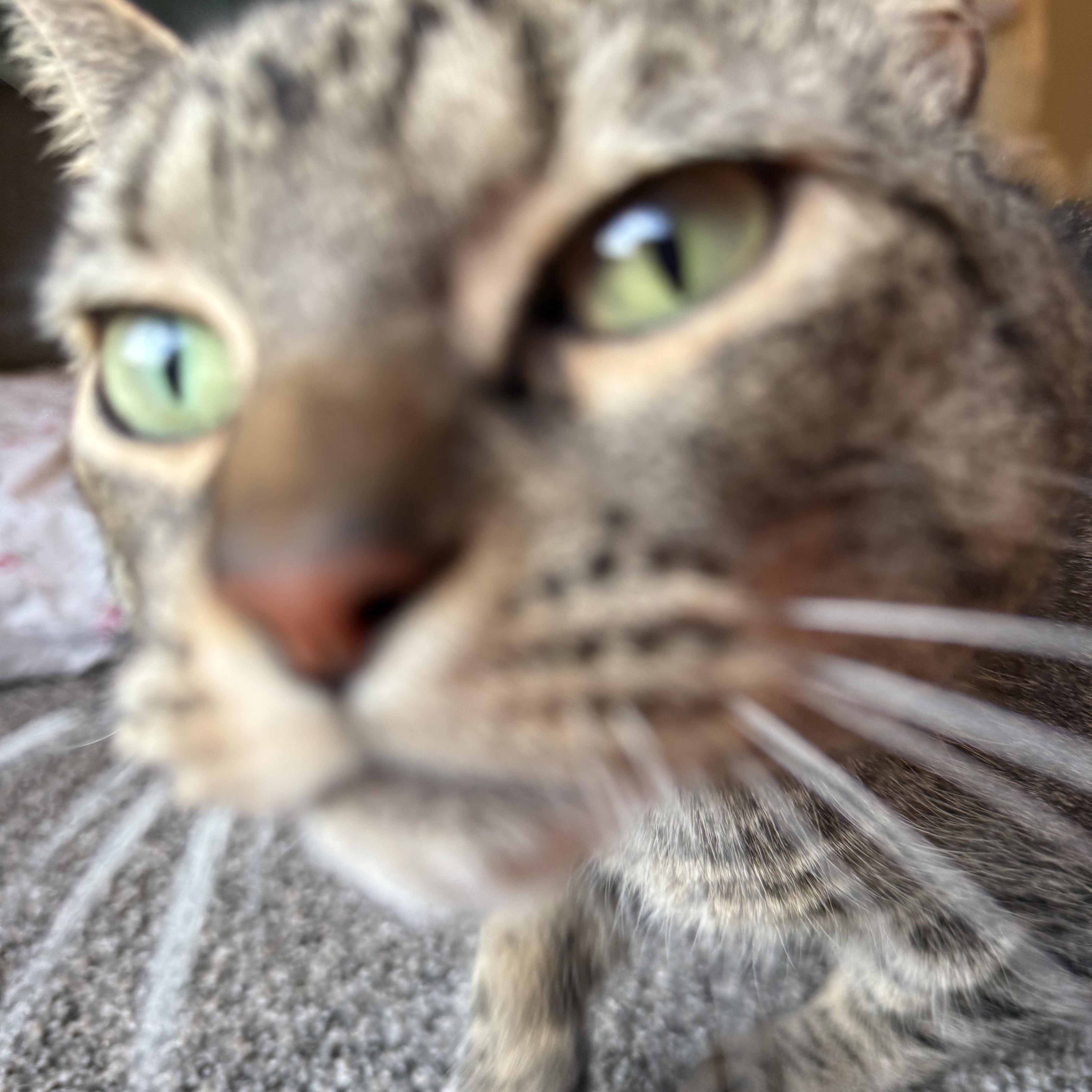 Junipurr thumbnail 6