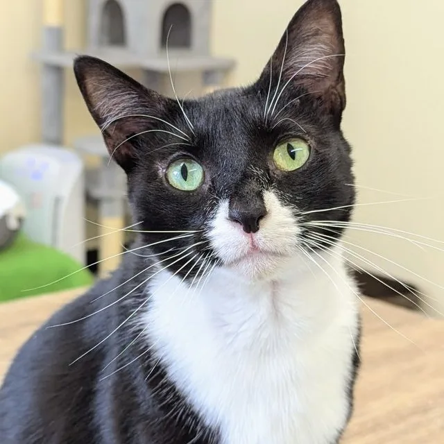 An adult medium-sized female Black & White / Tuxedo Domestic Short Hair cat named Missy for adoption in Sautee Nacoochee, GA