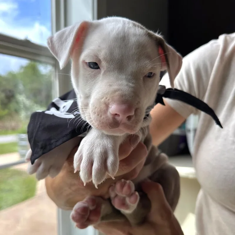 A baby small-sized male White / Cream Pit Bull Terrier dog named El Salvador for adoption in Tampa, FL