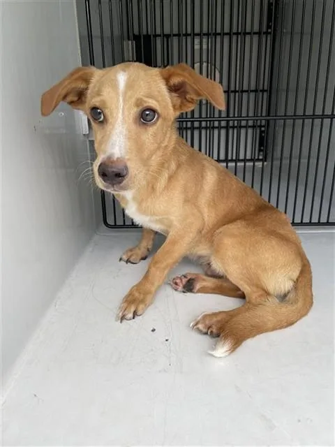 An adult small-sized male Rat Terrier dog named A for adoption in Houston, TX