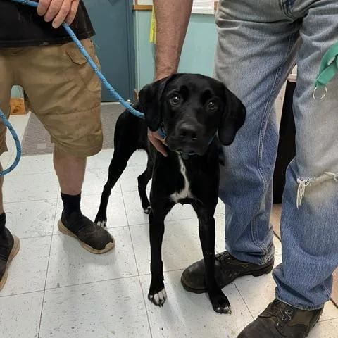 A young medium-sized female Black Mixed Breed dog named Zinnia for adoption in Marble, NC