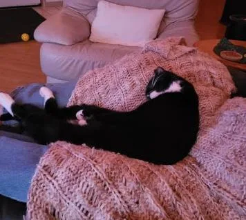 Lover Boy Milo thumbnail 3