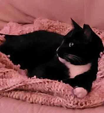 Lover Boy Milo thumbnail 4