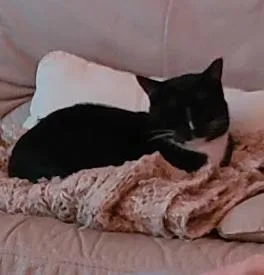 Lover Boy Milo thumbnail 6