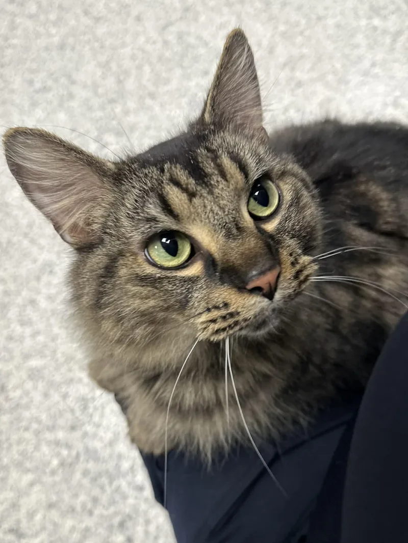 Franklin thumbnail 2