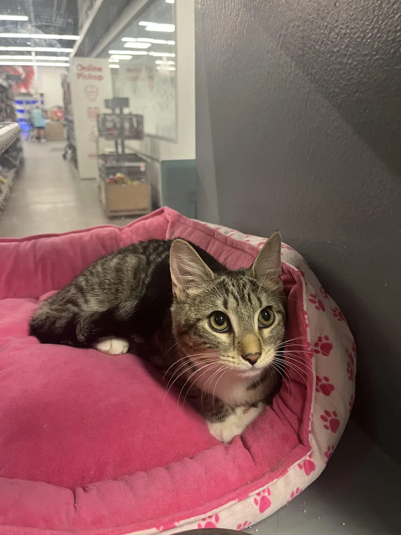 A young medium-sized female Tabby (Brown / Chocolate) Domestic Short Hair cat named Mabel for adoption in Belchertown, MA