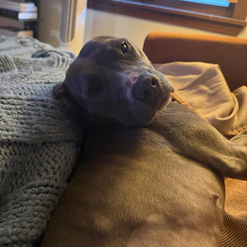 An adult medium-sized female Gray / Blue / Silver Pit Bull Terrier dog named Princess for adoption in Madison, WI
