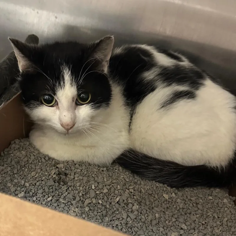 A young medium-sized male White Domestic Short Hair cat named Sebastian for adoption in Milan, IL