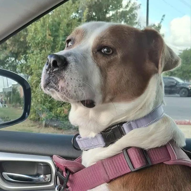 Princessa Smg thumbnail 2