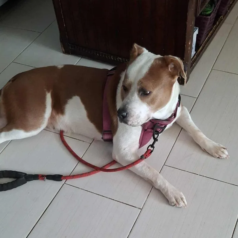 Princessa Smg thumbnail 3