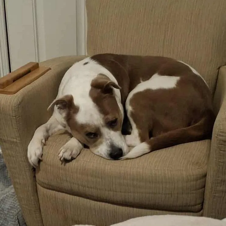 Princessa Smg thumbnail 4