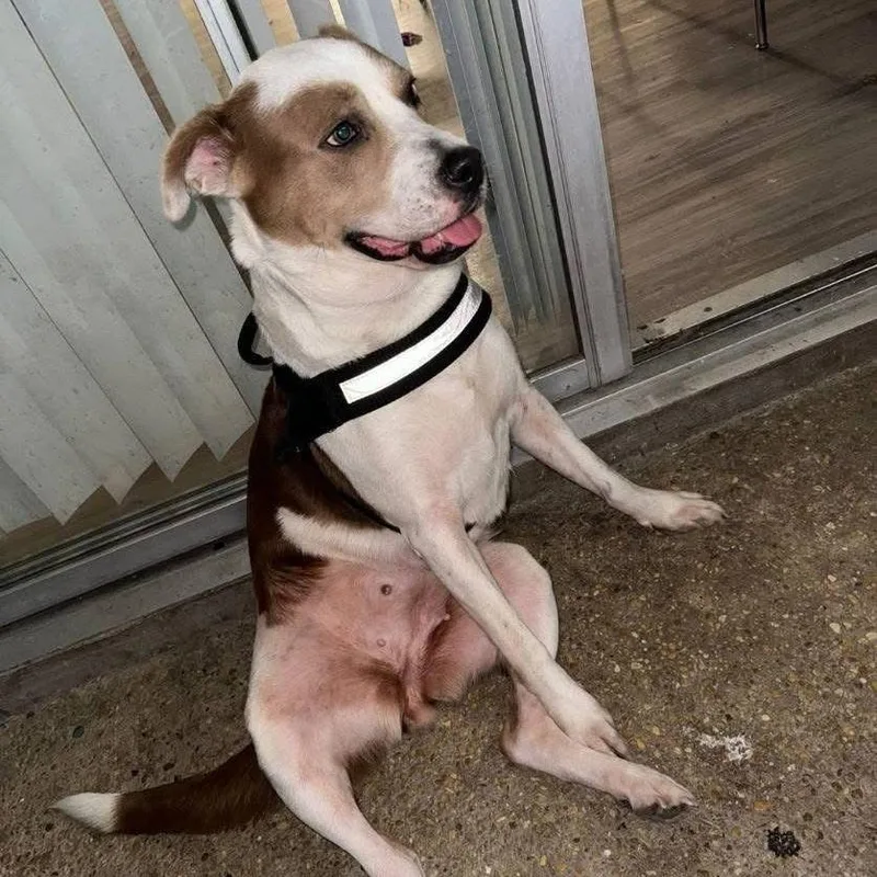 Princessa Smg thumbnail 6