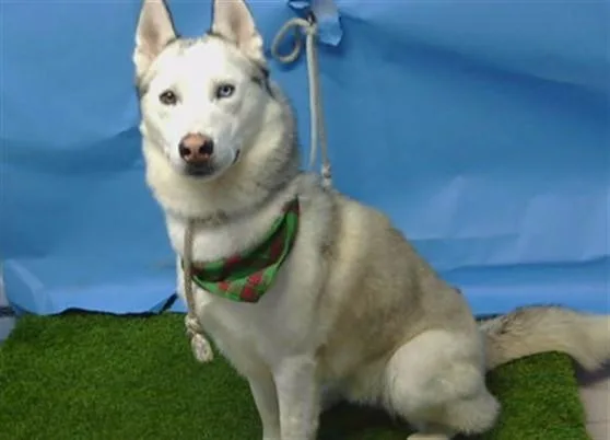 A young large-sized male Siberian Husky dog named Ray for adoption in Gardena, CA