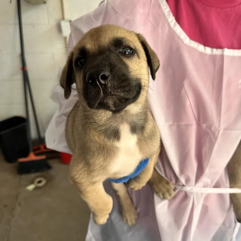 A baby small-sized male Brown / Chocolate German Shepherd Dog dog named Conrad for adoption in Edinburg, TX