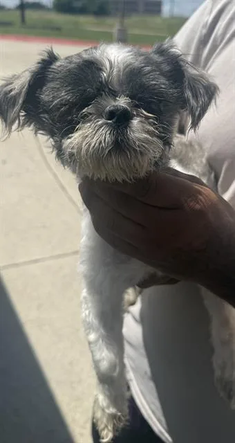 An adult small-sized male Shih Tzu dog named Niko for adoption in San Antonio, TX