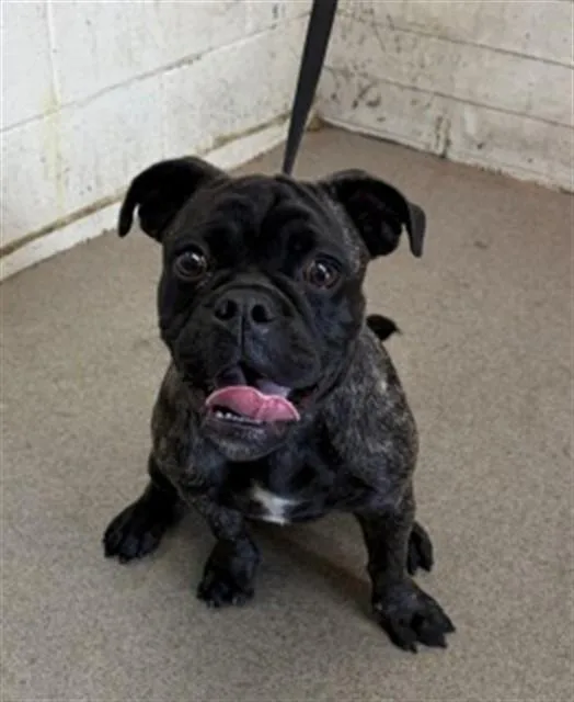 A baby small-sized female Pug dog named Tarzan for adoption in San Bernardino, CA