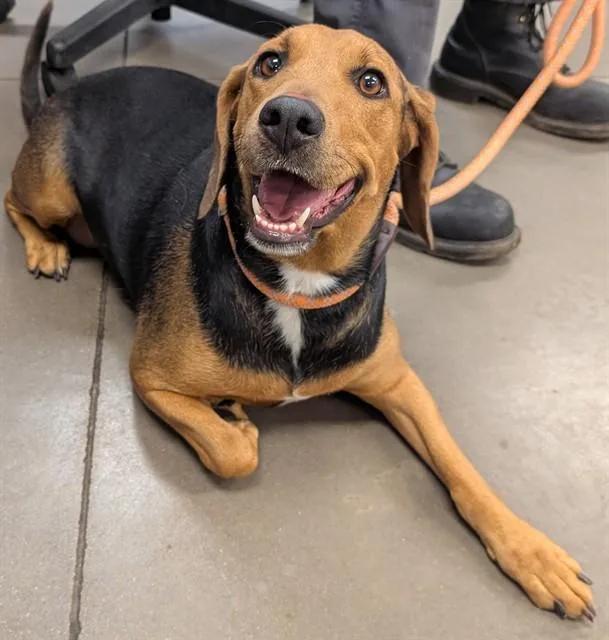 An adult large-sized female Beagle dog named Honeybun for adoption in Phoenix, AZ