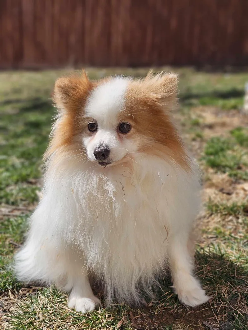 Benedict thumbnail 2