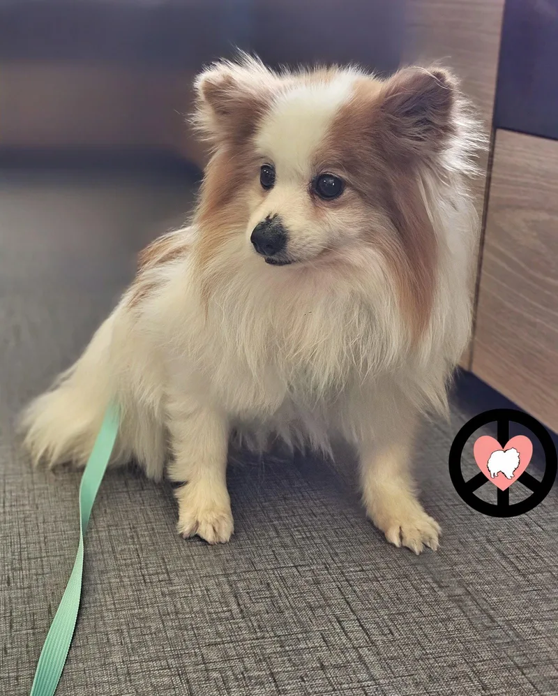 Benedict thumbnail 3