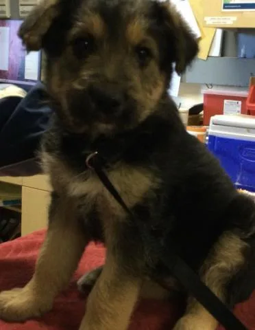 A baby small-sized female German Shepherd Dog dog named Tia for adoption in Riverside, CA