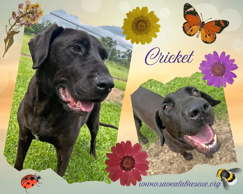 An adult large-sized female Black Labrador Retriever dog named Cricket for adoption in Middletown, RI