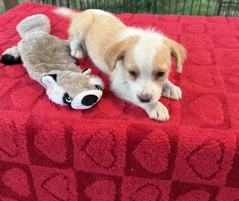 A baby medium-sized male White / Cream Border Collie dog named Sunny for adoption in Brookeville, MD