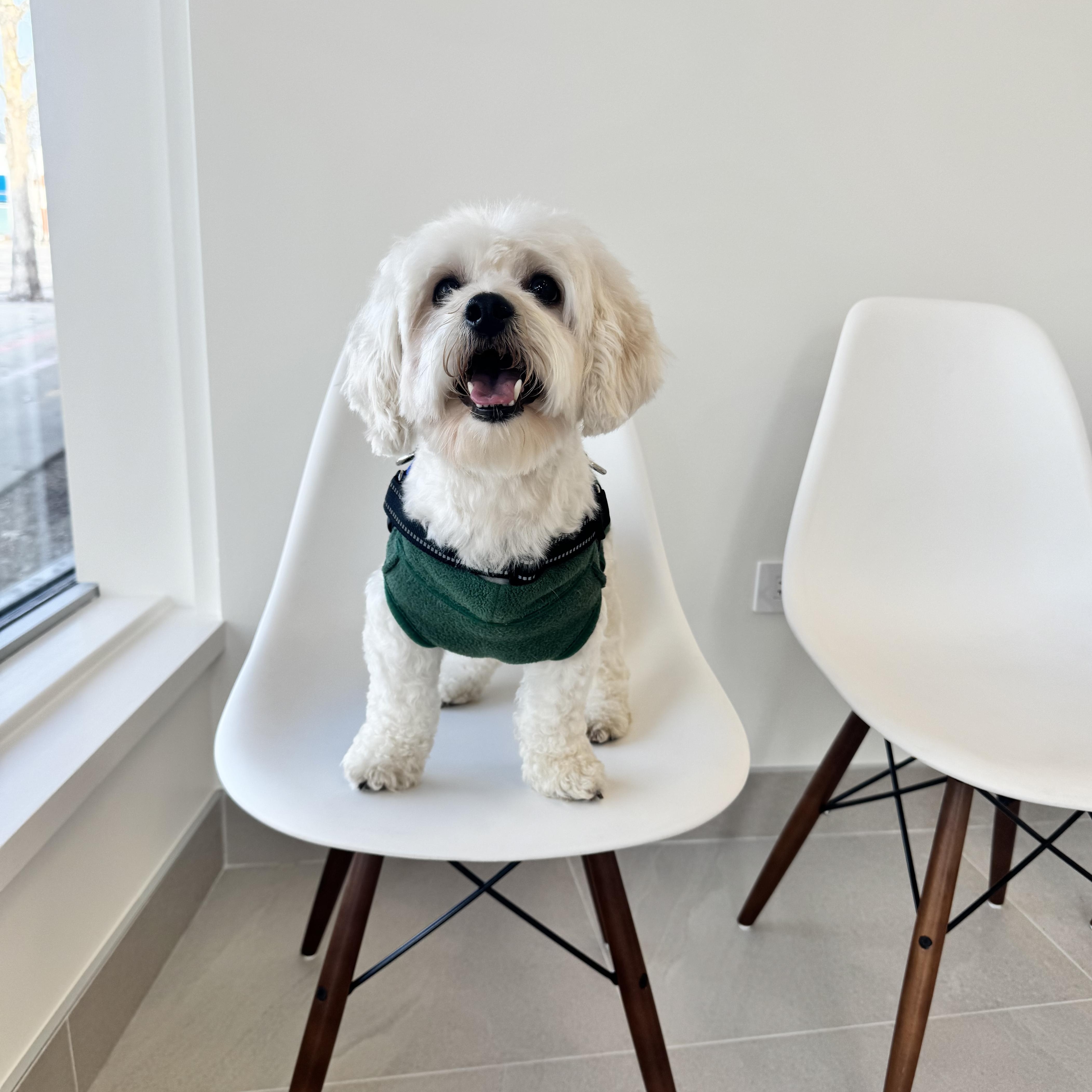 An adult small-sized male White / Cream Mixed Breed dog named Luca for adoption in Evanston, IL