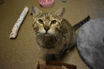 An adult medium-sized female Domestic Short Hair cat named Leila for adoption in Kansas City, MO