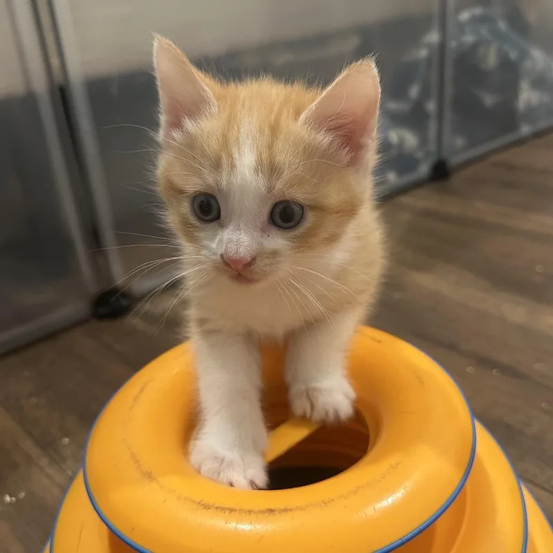 A young large-sized male Orange / Red Domestic Short Hair cat named Barry for adoption in Nowata, OK
