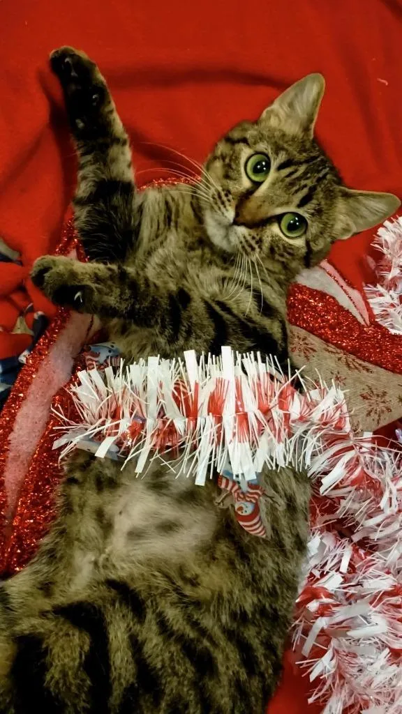 Cornbread thumbnail 2