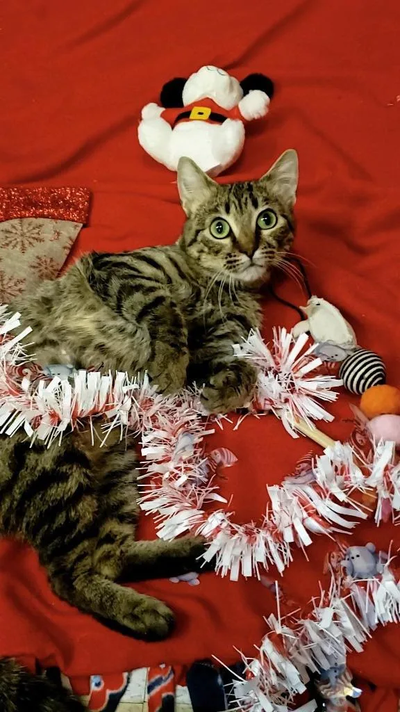 Cornbread thumbnail 4