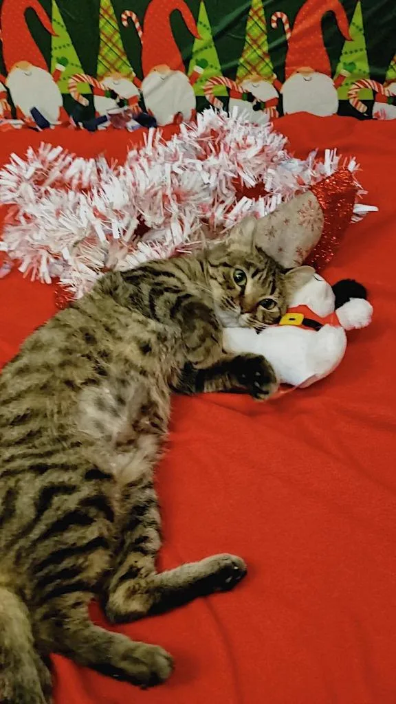 Cornbread thumbnail 5